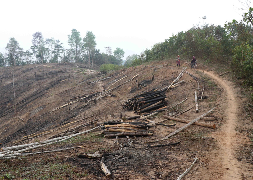 Rừng tái sinh có độ tuổi nhiều năm ở vị trí triền đồi và vùng ''yên ngựa'' trên địa bàn huyện Nậm Pồ (tỉnh Điện Biên) bị triệt hạ không thương tiếc. (Ảnh: Xuân Tiến/TTXVN)