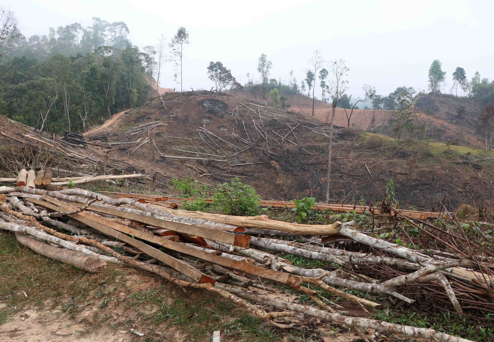 Nậm Pồ là huyện biên giới của tỉnh Điện Biên, có gần 150.000 ha diện tích tự nhiên, trong đó diện tích có rừng hơn 63.000ha với tỷ lệ che phủ đạt hơn 42%. Trong ảnh: Nhiều thưng ván và vô số cây gỗ nằm la liệt trên diện tích rộng lớn. (Ảnh: Xuân Tiến/TTXVN)