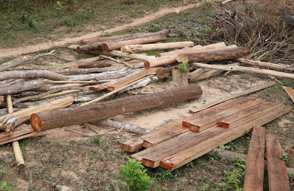 Thực trạng rừng bị chặt phá, đốt thường diễn ra vào khoảng thời gian từ tháng 11 năm trước đến tháng 4 năm sau. Trong ảnh: Những thân cây gỗ to được dân cưa xẻ làm gỗ thành phẩm vuông thành sắc cạnh. (Ảnh: Xuân Tiến/TTXVN)