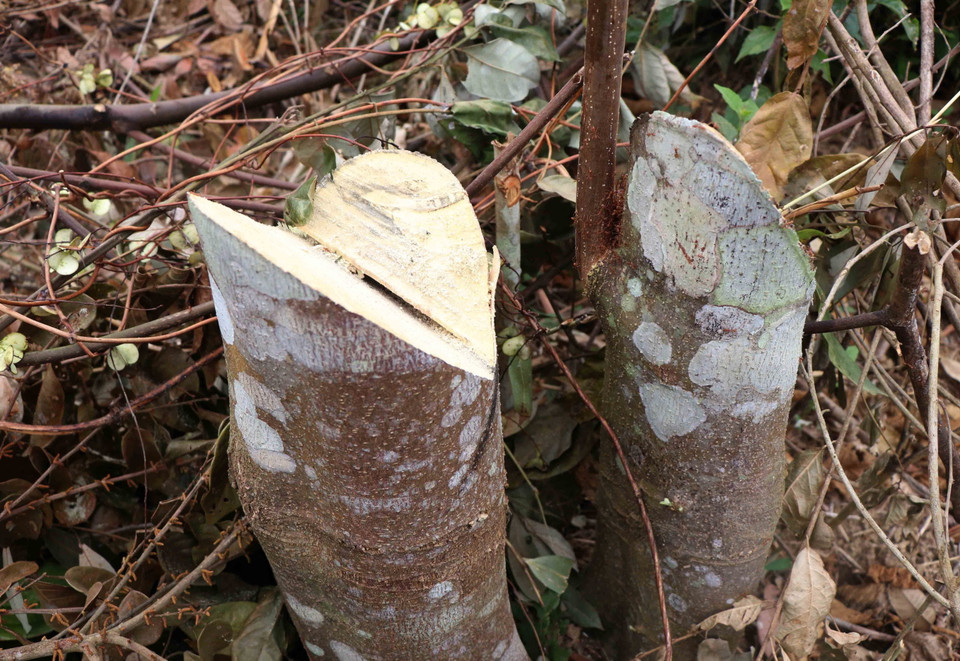 Vết cưa sắc lẹm tại một gốc thân cây gỗ bị triệt hạ gần đây. (Ảnh: Xuân Tiến/TTXVN)