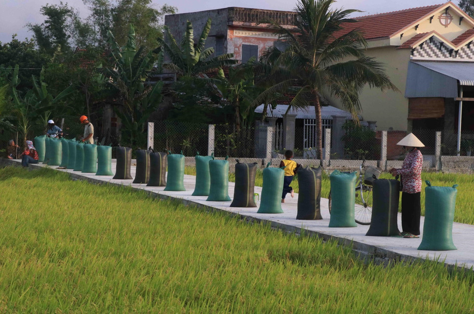 Lúa được đóng thành từng bao chuẩn bị bán cho thương lái. (Ảnh: Phạm Cường/TTXVN)