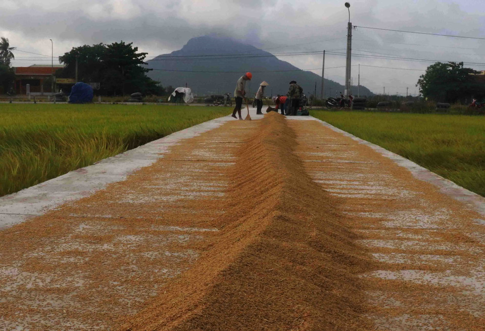 Tranh thủ thời tiết thuận lợi, nông dân phơi lúa ngay sau khi thu hoạch. (Ảnh: Phạm Cường/TTXVN)
