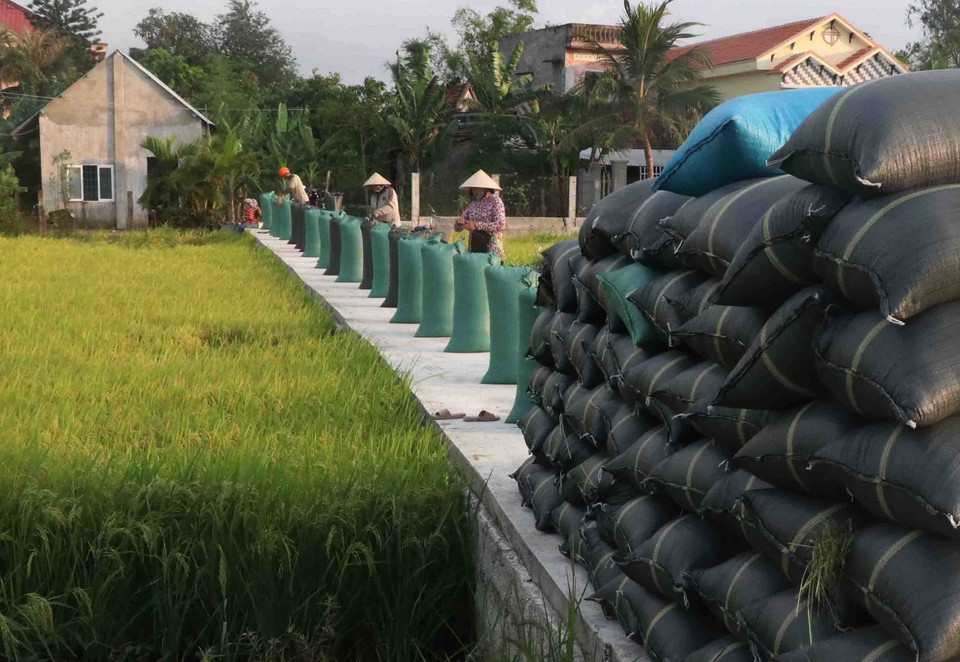 Với năng suất đạt 7,2 tạ/ha, giá bán cao hơn vụ Đông Xuân năm trước, đây là vụ mùa thắng lợi nhất của người dân Phú Yên sau nhiều năm. (Ảnh: Phạm Cường/TTXVN)