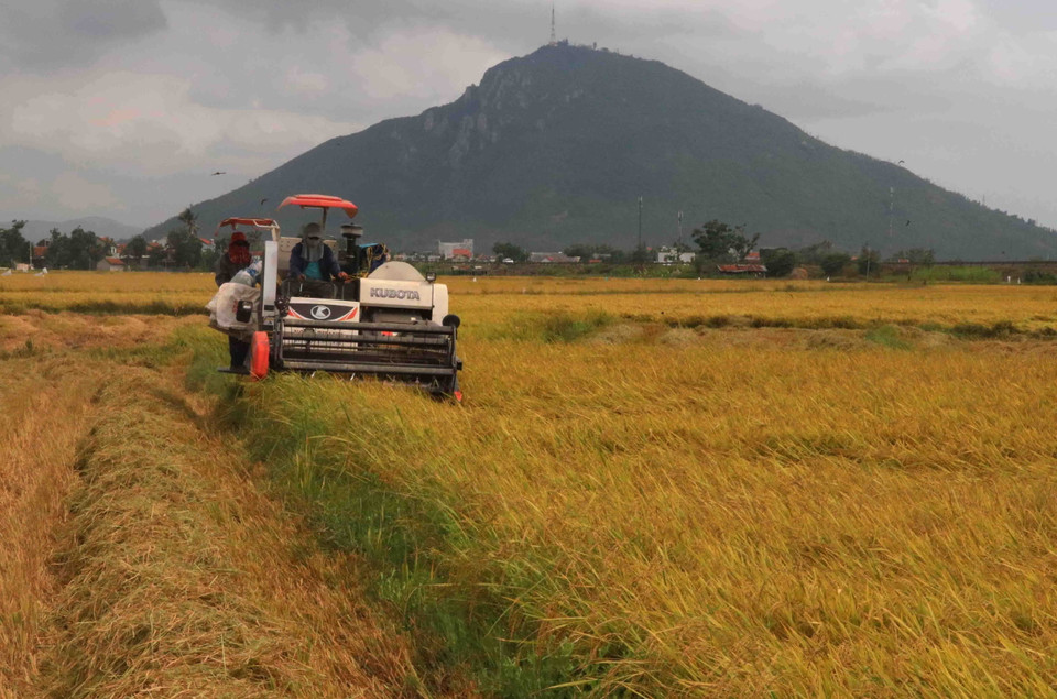 Người dân Phú Yên sử dụng máy gặt lúa giúp tiết kiệm được nhiều thời gian, công sức lao động. (Ảnh: Phạm Cường/TTXVN)