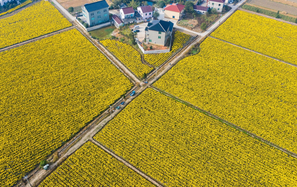 Những ruộng hoa cúc vàng rực tại làng Zhongshan, tỉnh Chiết Giang, Trung Quốc, ngày 6/11/2019. (Ảnh: THX/TTXVN)