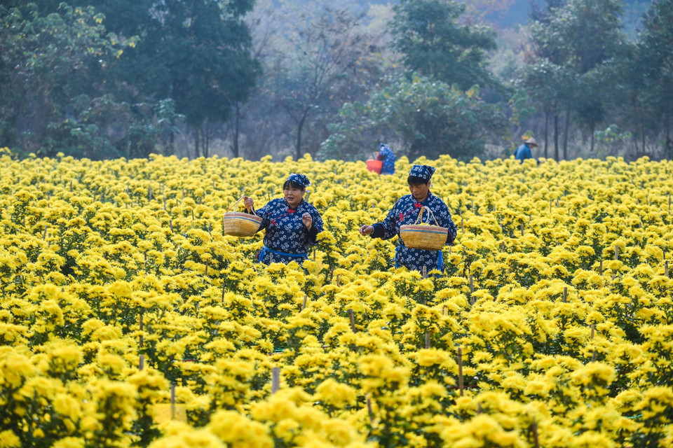 Thu hoạch hoa cúc ở tỉnh Chiết Giang, Trung Quốc. (Ảnh: THX/TTXVN)