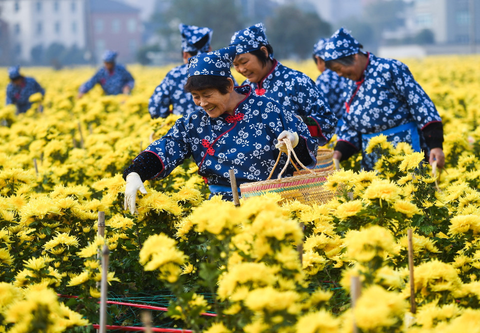 Thu hoạch hoa cúc ở tỉnh Chiết Giang, Trung Quốc, ngày 6/11/2019. (Ảnh: THX/TTXVN)
