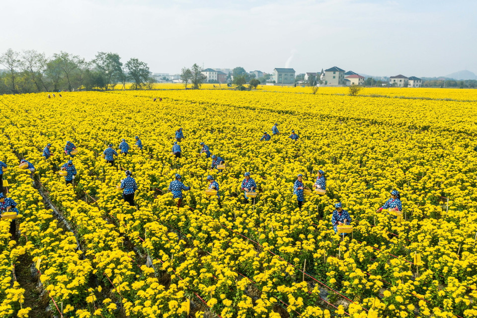 Thu hoạch hoa cúc làm thảo dược ở tỉnh Chiết Giang, Trung Quốc. (Ảnh: THX/TTXVN)