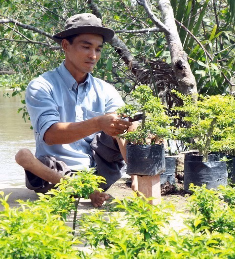 Anh Trần Văn Phú, xã Vĩnh Hòa, huyện Chợ Lách (Bến Tre) bị teo liệt bẩm sinh cả 2 chân do di chứng chất độc da cam/dioxin từ cha mẹ là dân thường sinh sống vùng bị rải chất độc hóa học. Vượt lên số phận, anh nỗ lực luyện tập, học nghề trồng cây giống hoa cảnh đồng thời mở dịch vụ buôn bán nhỏ tại nhà mang lại thu nhập ổn định. (Ảnh: Dương Ngọc/TTXVN.)