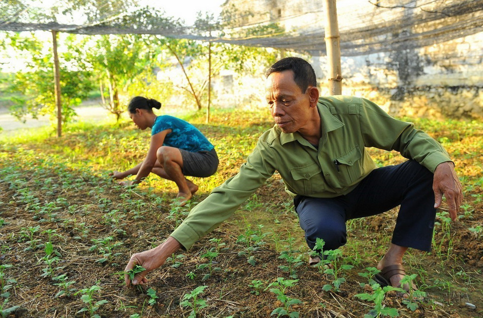 Ông Trần Văn Dự ở thôn đường 477 xã Gia Phú, huyện Gia Viễn (Ninh Bình) là thương binh nhiễm chất độc da cam. Với nghị lực và ý chí của người lính, ông đầu tư mô hình vườn ao chuồng, mang lại thu nhập 200 triệu/năm. (Ảnh: Minh Đức/TTXVN)