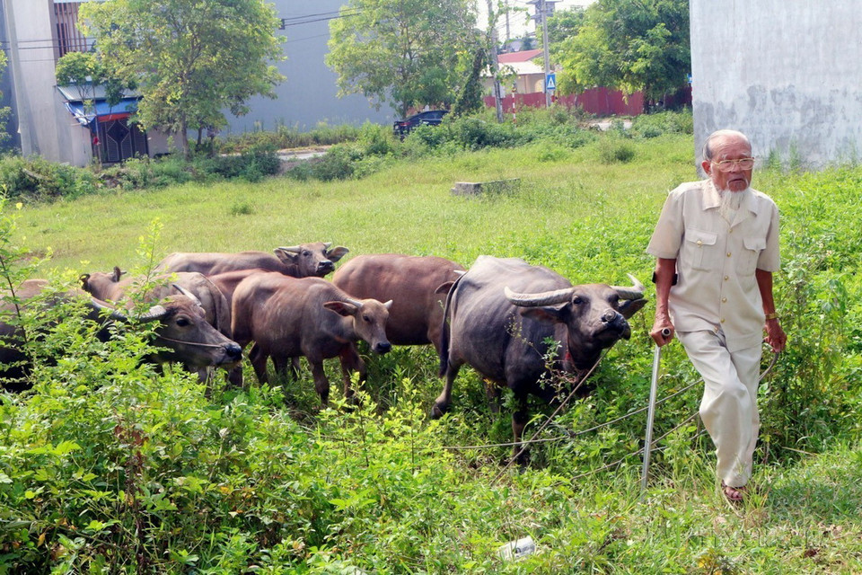 Thương binh Bùi Gia Viễn ở phường Đồng Văn, thị xã Duy Tiên (Hà Nam), là nạn nhân chất độc da cam trực tiếp loại 3, với mô hình kinh tế chăn nuôi gia súc, gia cầm mang lại thu nhập 300–400 triệu đồng/năm. (Ảnh: Đại Nghĩa/TTXVN)