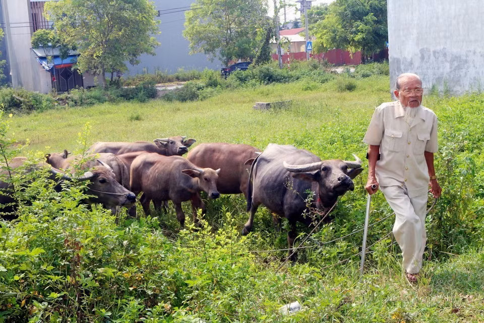 Thương binh Bùi Gia Viễn ở phường Đồng Văn, thị xã Duy Tiên (Hà Nam), là nạn nhân chất độc da cam trực tiếp loại 3, với mô hình kinh tế chăn nuôi gia súc, gia cầm mang lại thu nhập 300–400 triệu đồng/năm. (Ảnh: Đại Nghĩa/TTXVN)