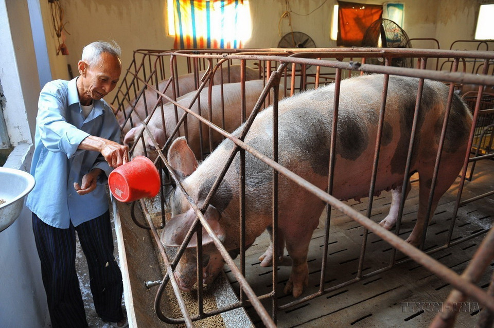 Thương binh Trần Công Vở, thôn Ngô Đồng, xã Gia Phú, huyện Gia Viễn (Ninh Bình) mang trong mình chất độc da cam và 2 trong số 5 người con của ông cũng bị nhiễm. Với nghị lực và ý chí người lính, ông đã đầu tư mô hình vườn ao chuồng, mang lại thu nhập ổn định cho gia đình. (Ảnh: Minh Đức/TTXVN)