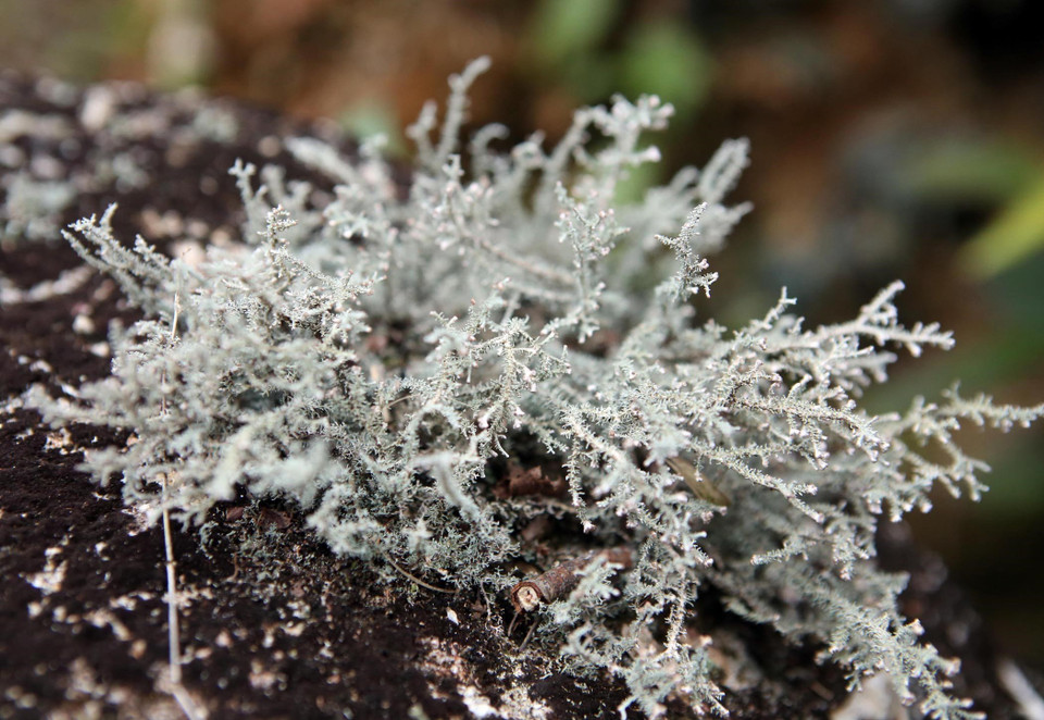 Thảm thực vật sống trên đá có màu sắc vô cùng lạ và đẹp mắt. (Ảnh: Quý Trung/TTXVN)