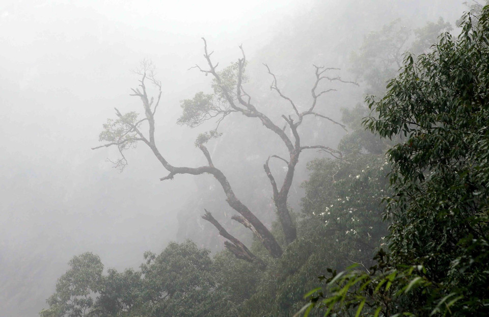 Rừng cây nguyên sinh tại dãy Bạch Mộc Lương Tử ẩn hiện giữa mây mù bao phủ tạo lên vẻ đẹp hùng vĩ của núi rừng Tây Bắc. (Ảnh: Quý Trung/TTXVN)