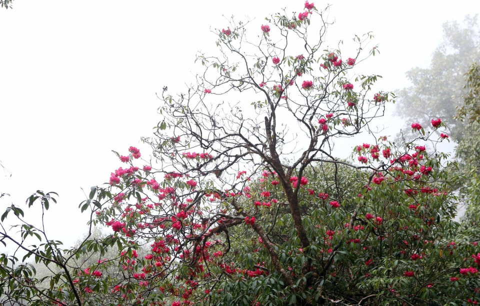 Đỗ quyên là một trong những loài hoa sống mãnh liệt nhất giữa núi rừng Tây Bắc. (Ảnh: Quý Trung/TTXVN)