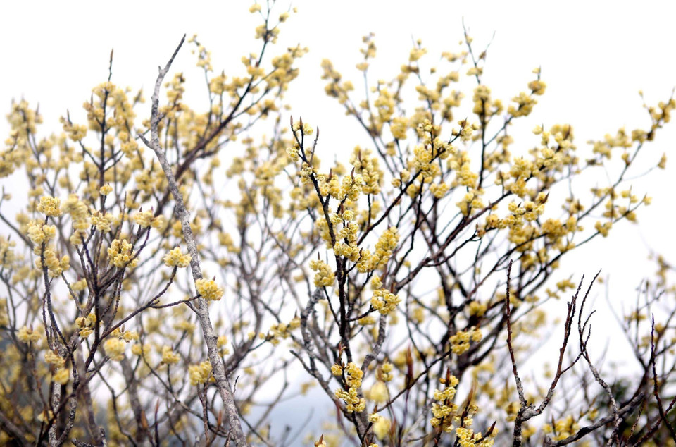 Dãy núi Bạch Mộc Lương Tử còn có loài hoa đỗ quyên vàng thường mọc ở độ cao 3.000m. (Ảnh: Quý Trung/TTXVN)