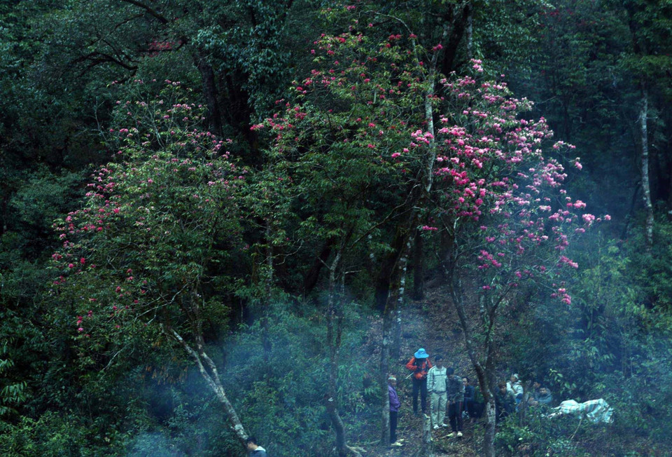 Trên đỉnh núi Bạch Mộc Lương Tử chủ yếu là hoa đỗ quyên đỏ, nhiều cây cao 10m mọc sát nhau tạo nên khung cảnh lung linh huyền ảo giữa núi rừng. (Ảnh: Quý Trung/TTXVN)