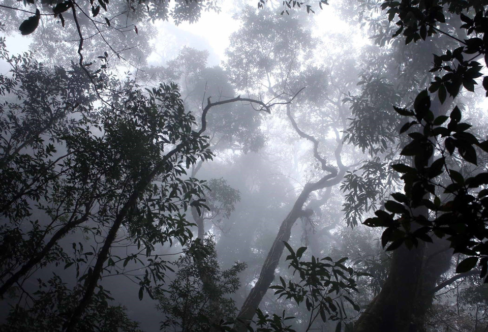 Khu rừng nguyên sinh ở độ cao hơn 2000m so với mực nước biển luôn được mây mù bao phủ tạo lên khung cảnh kỳ bí, huyền ảo. (Ảnh: Quý Trung/TTXVN)