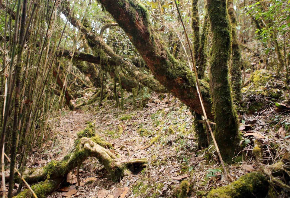 Quanh dãy núi Bạch Mộc Lương Tử chủ yếu là rừng già hoang sơ, cổ kính. (Ảnh: Quý Trung/TTXVN)
