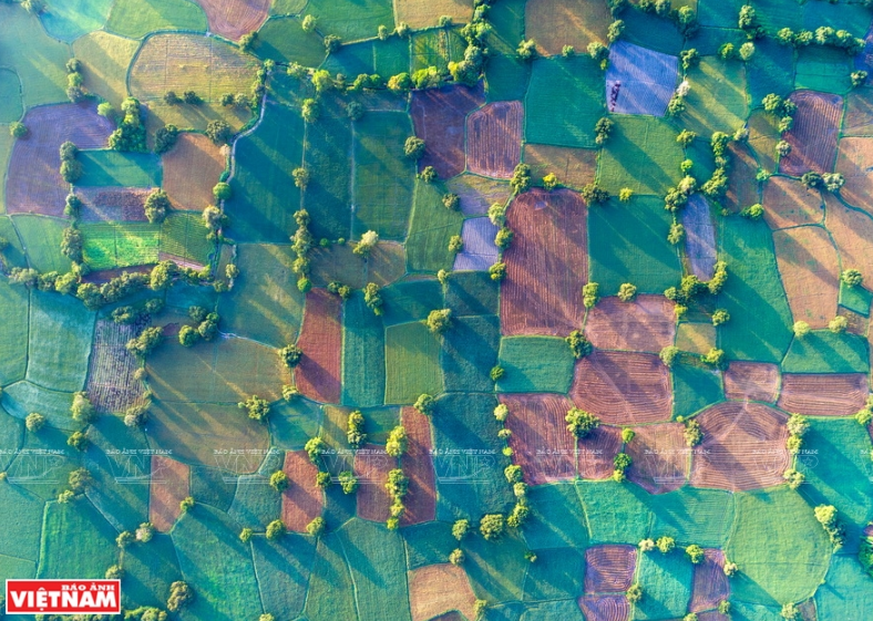 Nắng sớm trên cánh đồng Tà Pạ (An Giang).