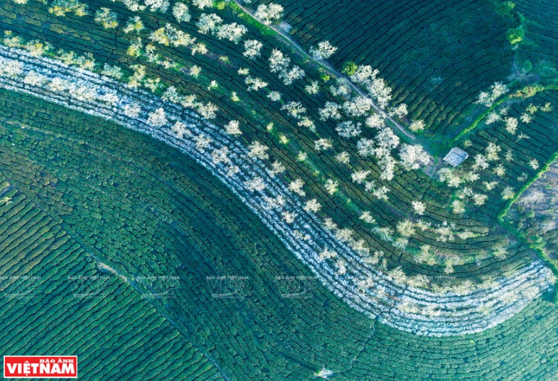 Xuân về trên đồi chè Mộc Châu.