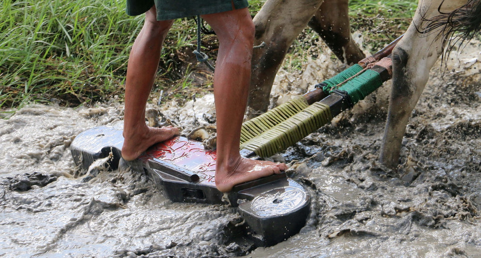 Trong suốt quá trình thi đấu, các "nài bò" (người điều khiển bò) phải đứng vững trên bừa để đôi bò đi đúng đường đua và không đạp lên bừa của đôi bò đi trước. (Ảnh: Công Mạo/TTXVN)
