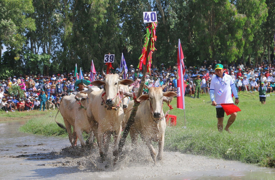 Các "nài bò" (người điều khiển bò) thể hiện bò ở vòng hô (vong đi chậm) thể hiện sự khéo léo khi để đôi bò đi đúng đường đua và không đạp lên bừa của đôi bò đi trước. (Ảnh: Công Mạo/TTXVN)
