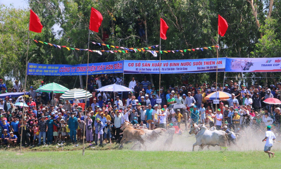 Các đôi bò bứt tốc về đích, với quyết tâm giành thứ hạng cao nhất. (Ảnh: Công Mạo/TTXVN)