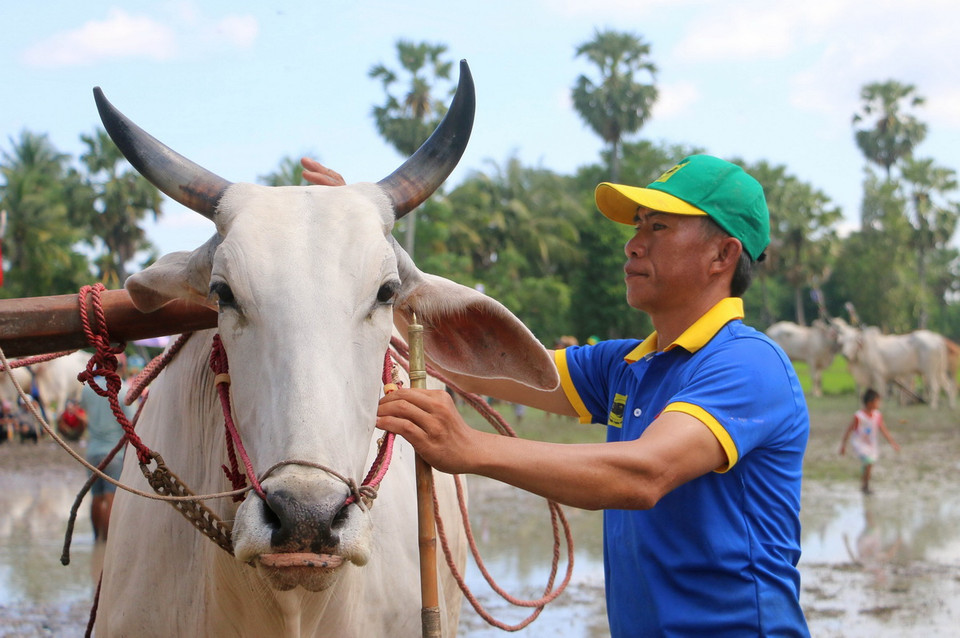 Anh Lê Minh Vương đang chăm sóc, vỗ về đôi bò của mình trước giờ thi đấu. (Ảnh: Công Mạo/TTXVN)