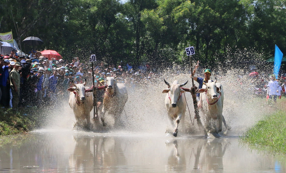 Các đôi bò bứt tốc về đích. (Ảnh: Công Mạo/TTXVN)