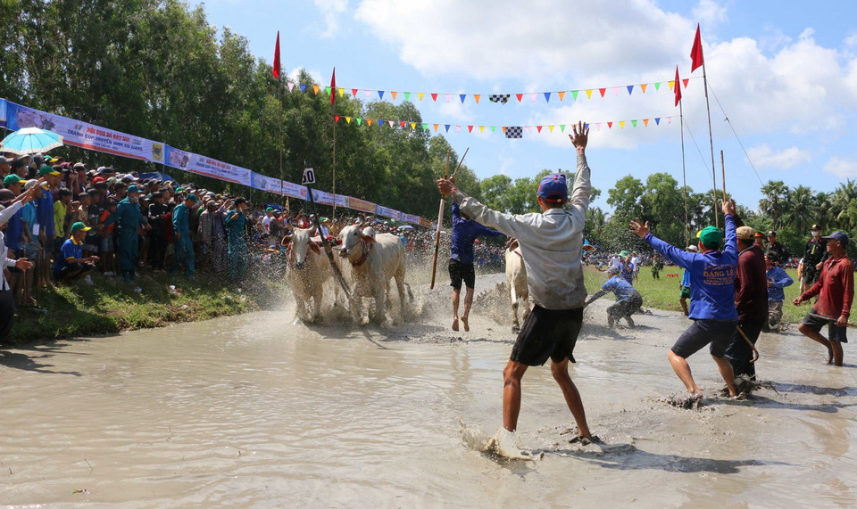 Các bò về nhất sau các vòng đấu loại trực tiếp. (Ảnh: Công Mạo/TTXVN)