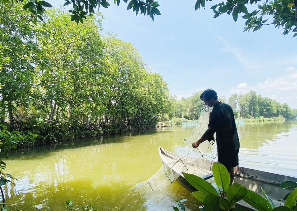 Người dân Bình Định mưu sinh ở rừng ngập mặn Cồn chim. (Ảnh: TTXVN phát)