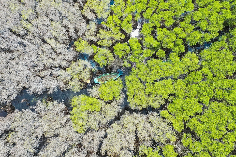 Cây Cóc Trắng rừng ngập mặn bàu Cá Cái chuyển từ màu xanh sang màu trắng tuyết vào mùa Thu tạo khung cảnh ấn tượng. (Ảnh: TTXVN phát)