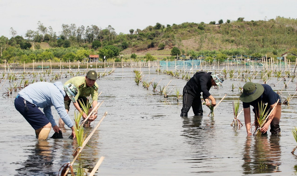 Chăm sóc cây rừng ngập mặn ở đầm Ô Loan (Phú Yên). (Ảnh: Xuân Triệu/TTXVN)