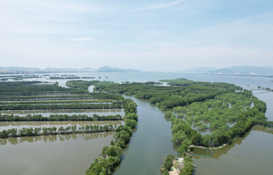 Rừng ngập mặn cồn chim ở Bình Định. (Ảnh: Phước Ngọc/TTXVN)