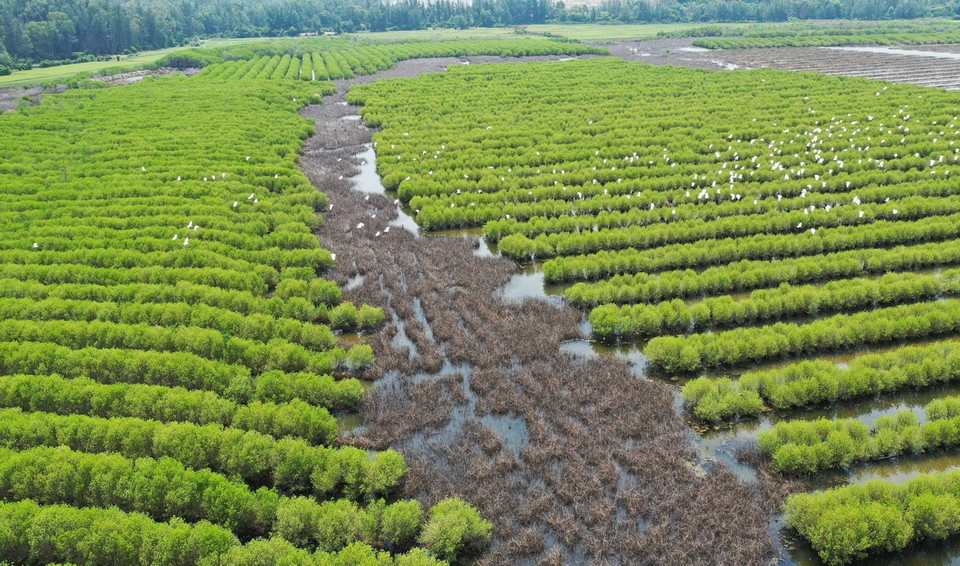 Rừng ngập mặn bàu Cá Cái, xã Bình Thuận (Bình Sơn, Quảng Ngãi) được phục hồi từ năm 2015. (Ảnh: TTXVN phát)