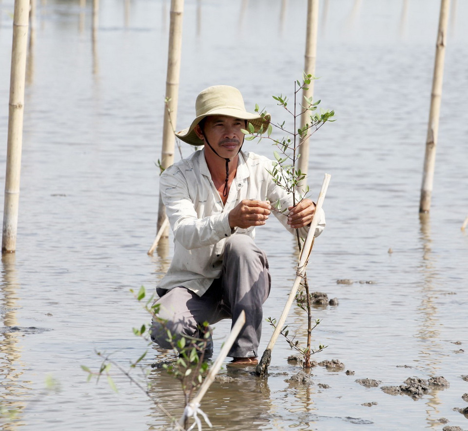 Người dân chăm sóc cây rừng ngập mặn ở đầm Ô Loan (Phú Yên). (Ảnh: Xuân Triệu/TTXVN)