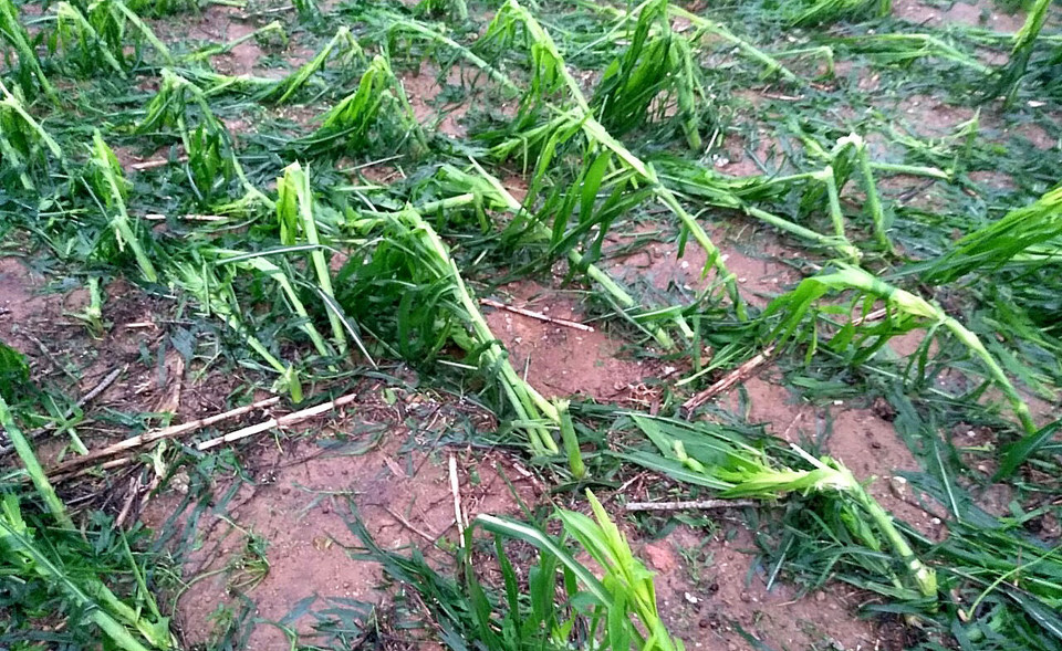 Nhiều địa phương có mưa đá dữ dội, hạt đá rơi dày đặc, kèm theo gió lốc mạnh gây nhiều thiệt hại về nhà ở, tài sản, cây trồng và hoa màu các loại. Trong ảnh: Cây dược liệu trên địa bàn huyện Bảo Yên bị thiệt hại nặng nề. (Ảnh: Quốc Khánh/TTXVN)