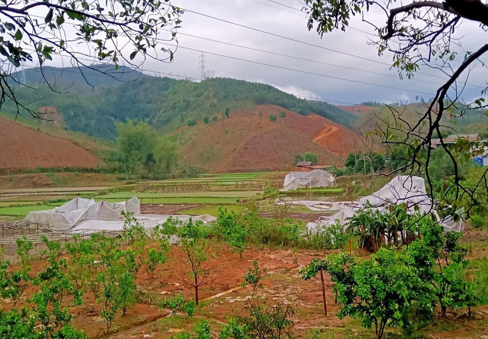 Cây dược liệu và hoa màu trên địa bàn huyện Bảo Yên bị thiệt hại nặng nề. (Ảnh: Quốc Khánh/TTXVN)