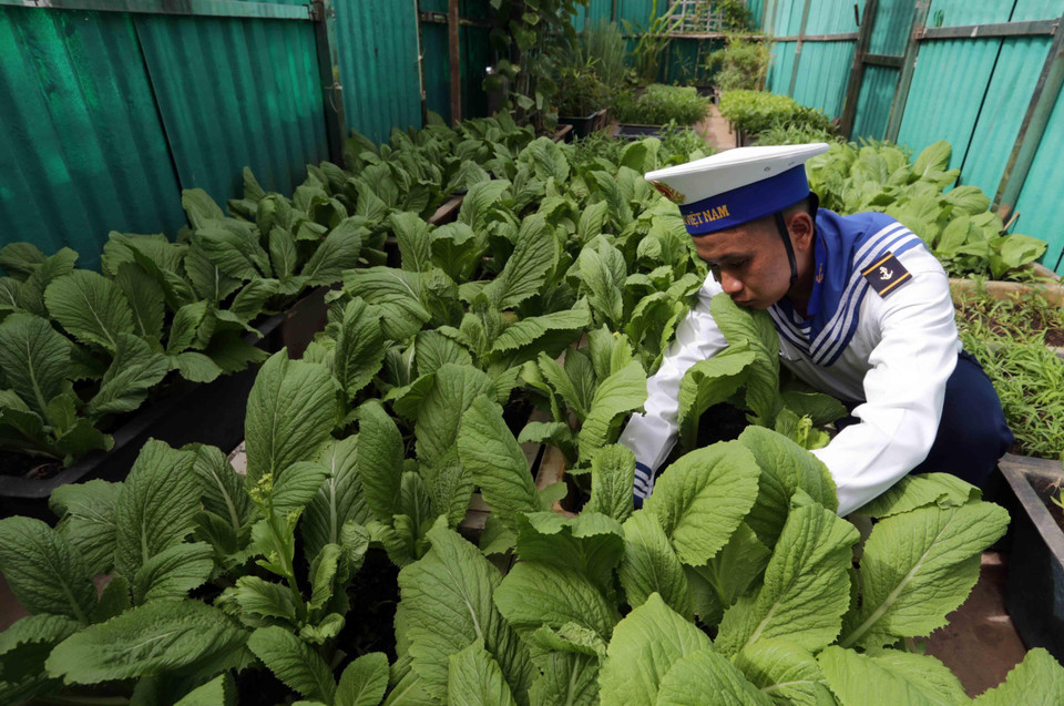 Ngoài thời gian làm nhiệm vụ, chiến sỹ đảo Đá Lớn C tổ chức tăng gia trồng rau xanh để cải thiện bữa ăn hàng ngày. (Ảnh: Trần Việt/TTXVN)