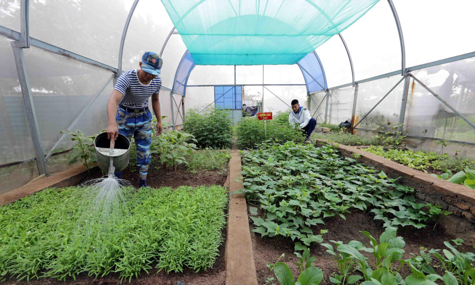 Khu nhà lưới trồng rau xanh của bộ đội đảo Sơn Ca. (Ảnh: Trần Việt/TTXVN)