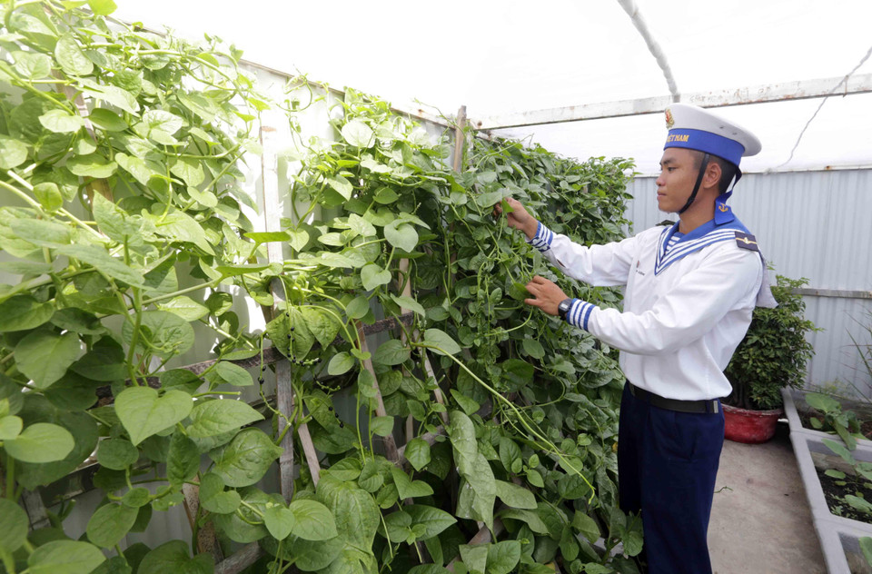 Chiến sỹ đảo Cô Lin trồng rau xanh để cải thiện bữa ăn hàng ngày. (Ảnh: Trần Việt/TTXVN)