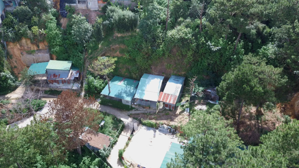 Nhìn từ trên cao xuống, khu nhà trái phép trông như ''dãy phố''màu xanh nằm xem những cây thông. (Ảnh: TTXVN)