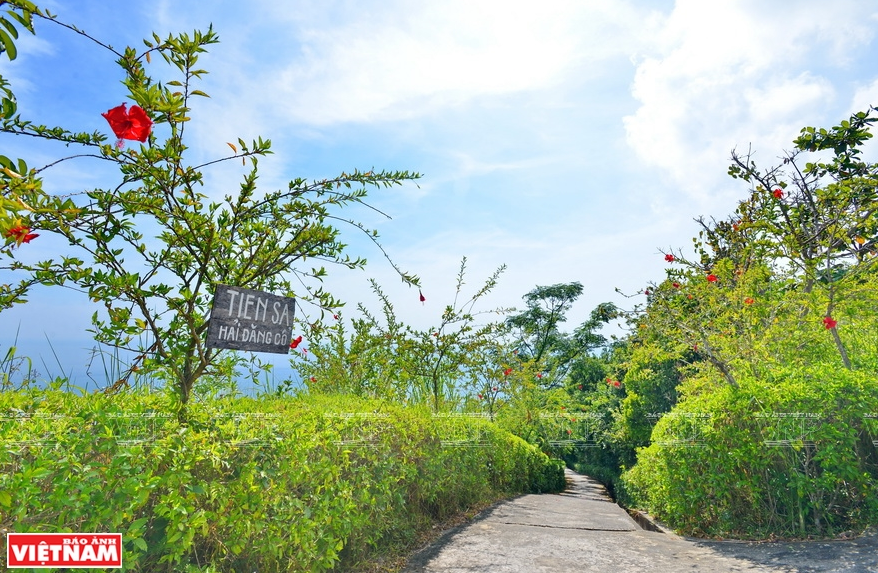 Con đường nhỏ và hàng rào dâm bụt đỏ gợi nhớ khung cảnh làng quê chạy men theo sườn núi dẫn lối xuống trạm hải đăng cổ Tiên Sa trên bán đảo Sơn Trà. (Ảnh: Thanh Hòa)