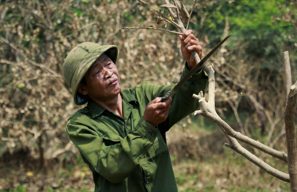 Ông Nguyễn Văn Tá, thôn Minh Thân, xã Đại Minh cắt tỉa cành, cố gắng cứu những cây bưởi đã bị ngập trong nước. (Ảnh: Tuấn Anh/TTXVN)