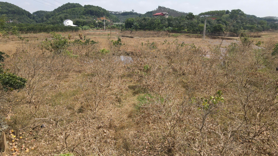 Gần 100 ha bưởi của các thôn Khả Lĩnh, Minh Thân, Cầu Mơ, xã Đại Minh, huyện Yên Bình (Yên Bái) bị thiệt hại do ngập trong nước nhiều ngày. (Ảnh: Tuấn Anh/TTXVN)