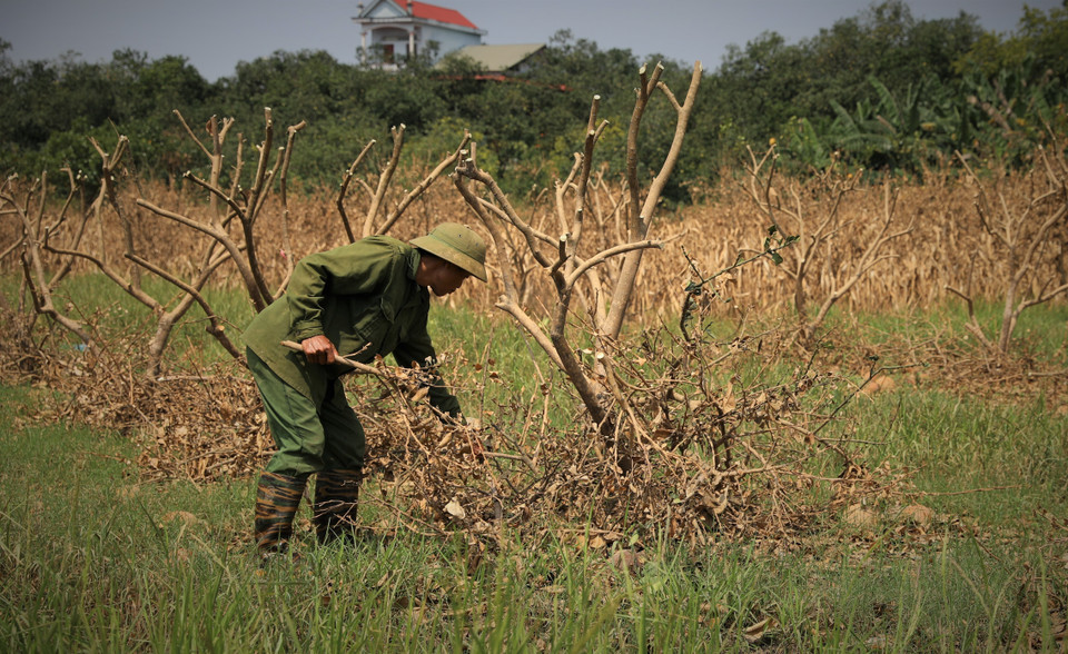 Người dân xã Đại Minh đang cố gắng "cứu" những cây bưởi sau khi nước lũ rút. (Ảnh: Tuấn Anh/TTXVN)