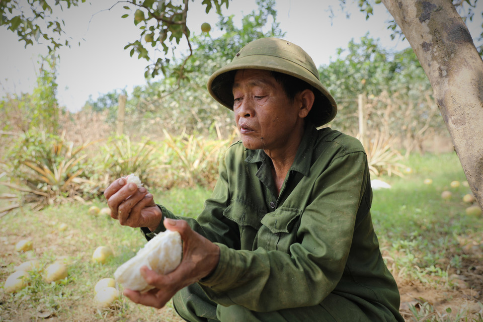 Gia đình ông Tạ Minh Tân, thôn Khả Lĩnh cho biết, ăn những múi bưởi còn sót lại, ông chỉ biết khóc ở trong lòng. (Ảnh: Tuấn Anh/TTXVN)