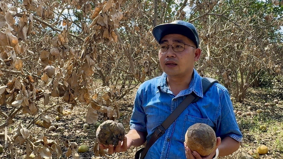 Anh Đỗ Đức Thành, Phó giám đốc Trung tâm Truyền thông văn hoá huyện Yên Bình không khỏi xót xa trước những thiệt hại mà bà con vùng bưởi Đại Minh gánh chịu. (Ảnh: Tuấn Anh/TTXVN)